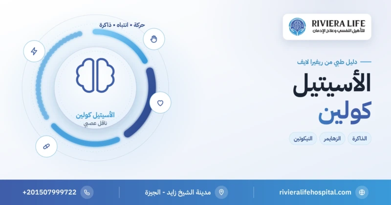 الأسيتيل كولين: الناقل العصبي للحركة والانتباه والذاكرة — ريفيرا لايف