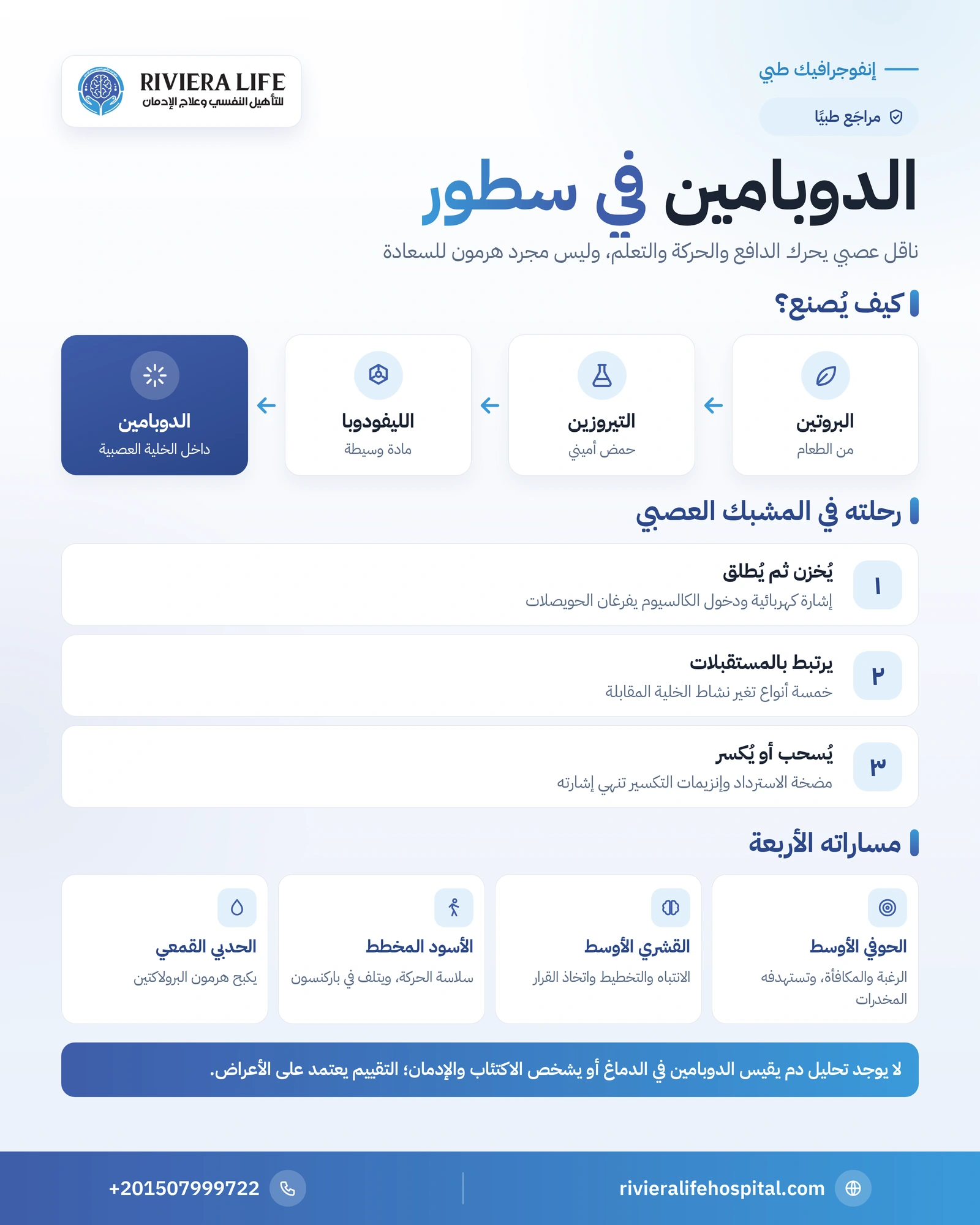 إنفوجرافيك الدوبامين: كيف يُصنع من التيروزين وكيف يُفرز في المشبك ومساراته الأربعة في الدماغ — ريفيرا لايف